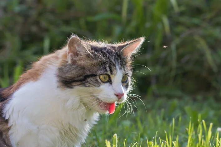 gato com a boca e lingua de fora