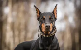 Doberman é perigoso