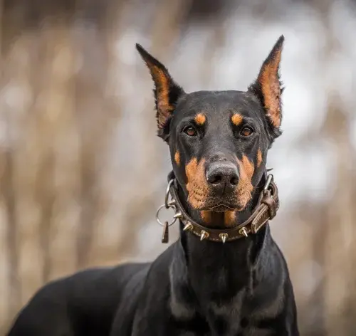Doberman é perigoso