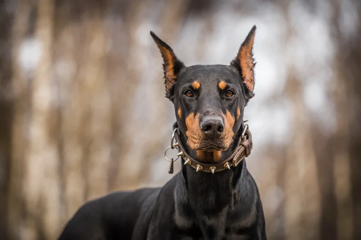 Doberman é perigoso