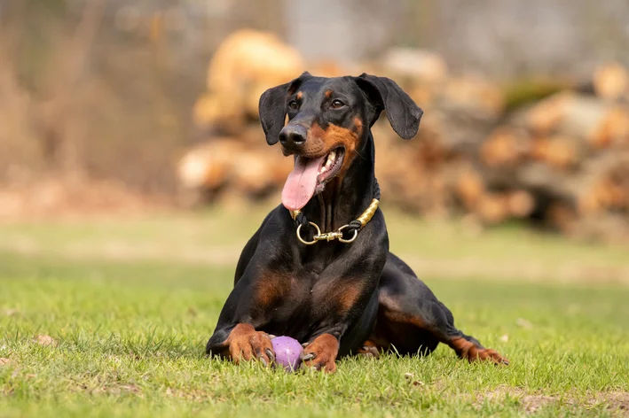 cachorro doberman é perigoso