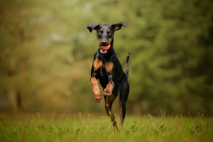 doberman raça perigosa