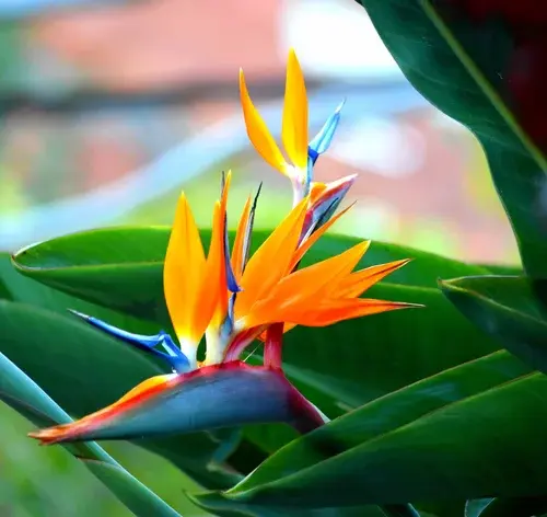 planta estrelicia no jardim