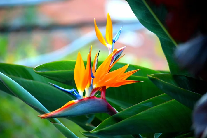 planta estrelicia no jardim