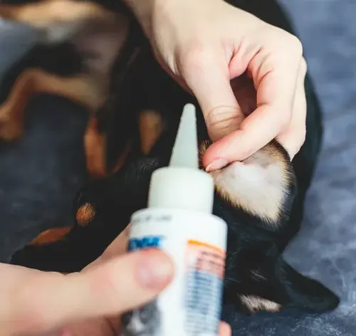 Aurivet é uma solução para o tratamento de otite em cães e gatos