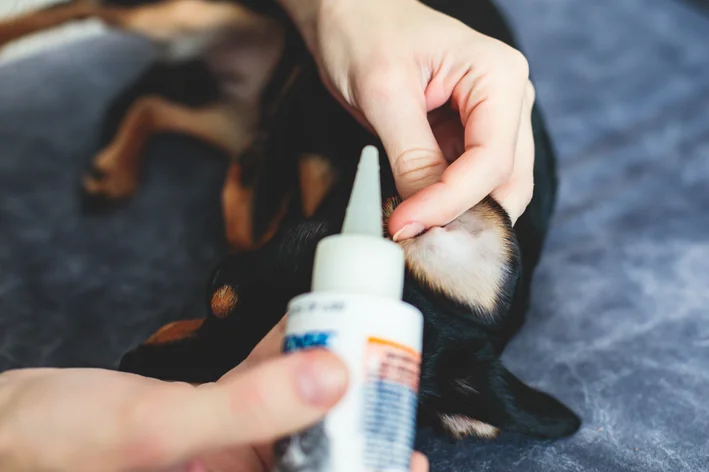 Aurivet é uma solução para o tratamento de otite em cães e gatos