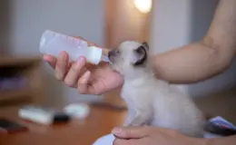 tutor oferecendo pet milk para o gato