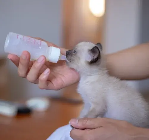 tutor oferecendo pet milk para o gato