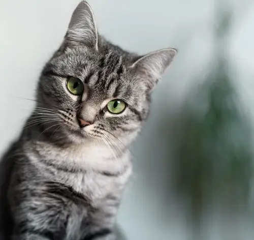 gato cinza