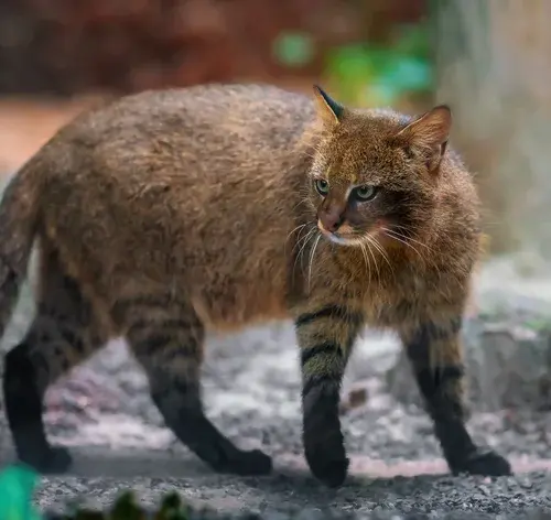 Gato-palheiro