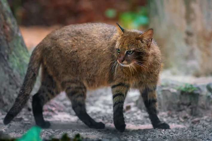 Gato-palheiro