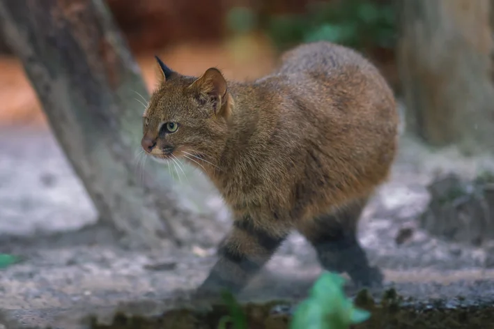 Leopardus colocola