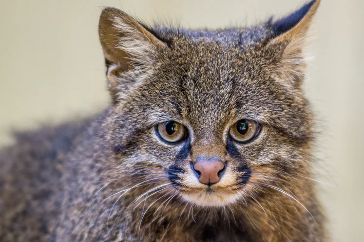 Gato-palheiro: conheça um dos felinos mais ameaçado de extinção do mundo