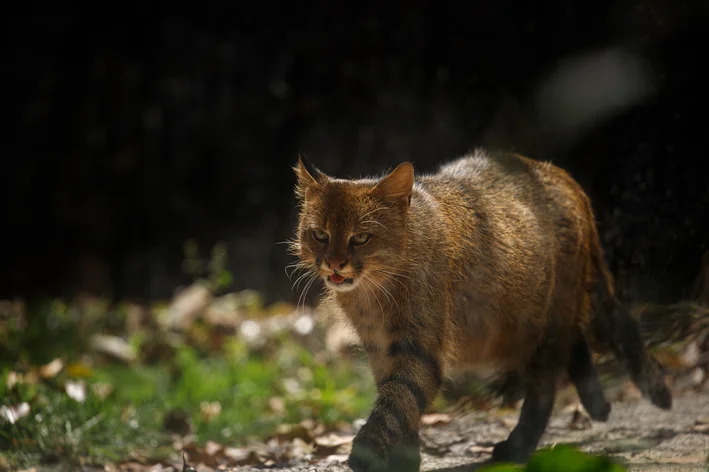 Gato-palheiro ameaçado de extinção