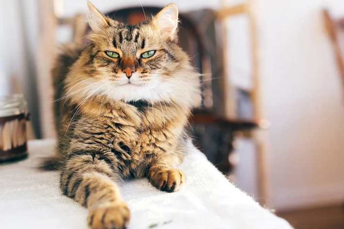 Gatos com cara de bravo maine coon