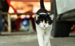 Gatos com cara de bravo