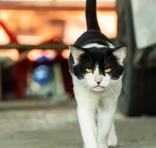 Gatos com cara de bravo