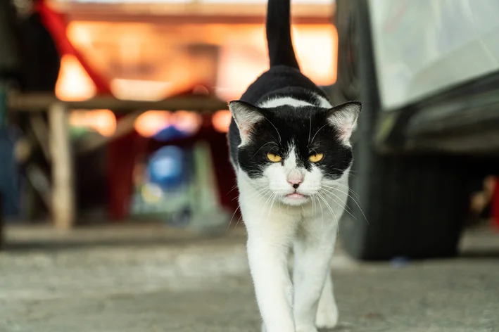 Gatos com cara de bravo