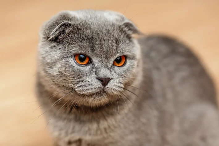 raças de gatos com cara de bravo