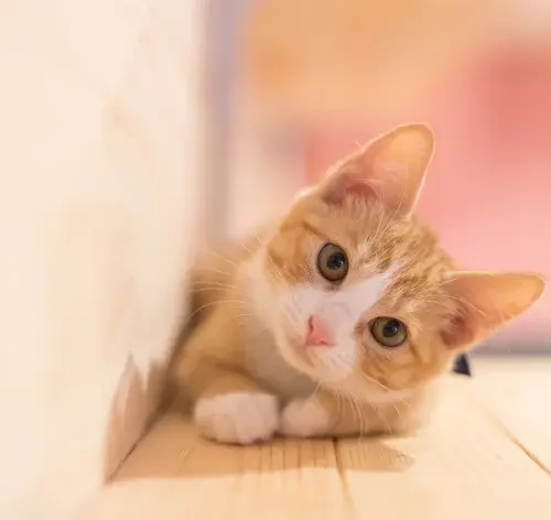 Nomes engraçados para gatos