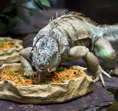 o que as iguanas comem
