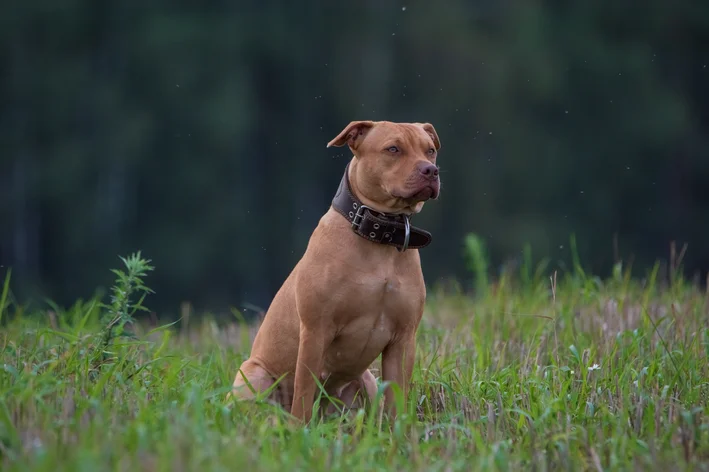 cão mais perigoso do mundo