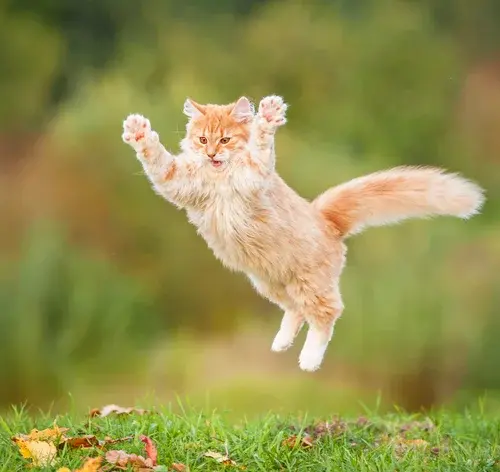 Teste suas curiosidades sobre felinos