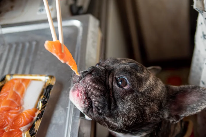 cachorro comendo salmão