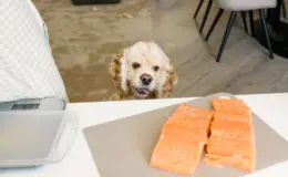 cachorro querendo comer salmão