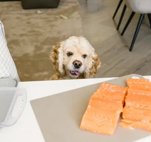 cachorro querendo comer salmão