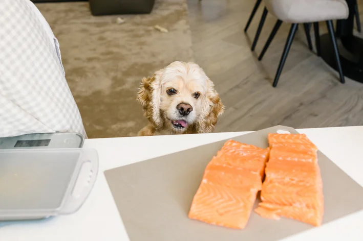 cachorro querendo comer salmão