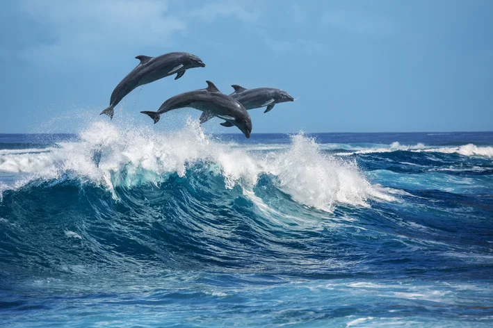 golfinhos no mar