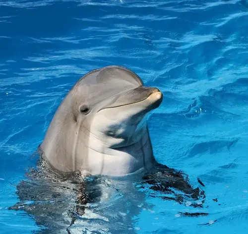 golfinho é um mamífero no mar