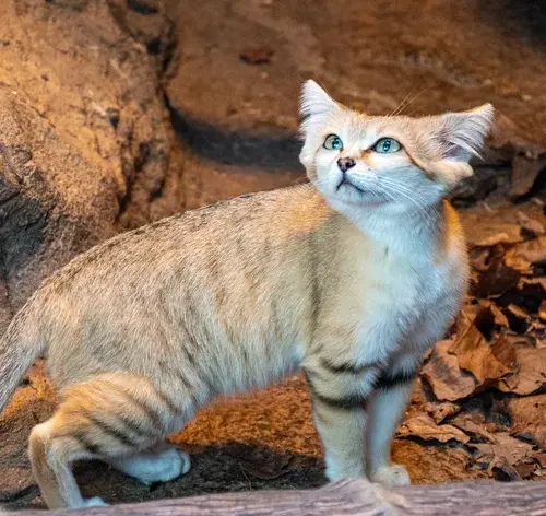 gato-do-deserto na caverna
