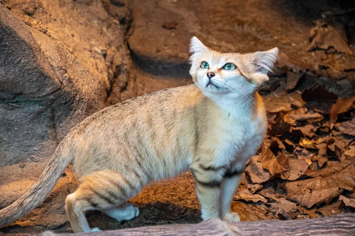 gato-do-deserto na caverna