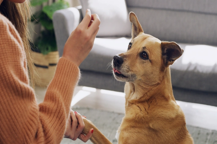 tutora dando petisco para cachorro caramelo