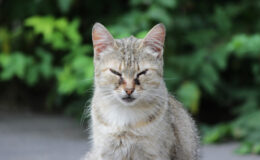 rinotraqueíte felina