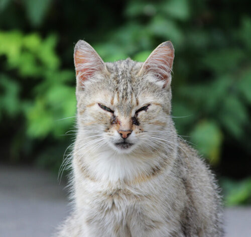 rinotraqueíte felina