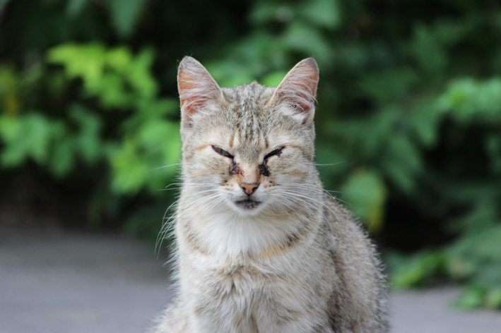 imagem de Rinotraqueíte felina: sintomas, tratamento e como proteger seu gato