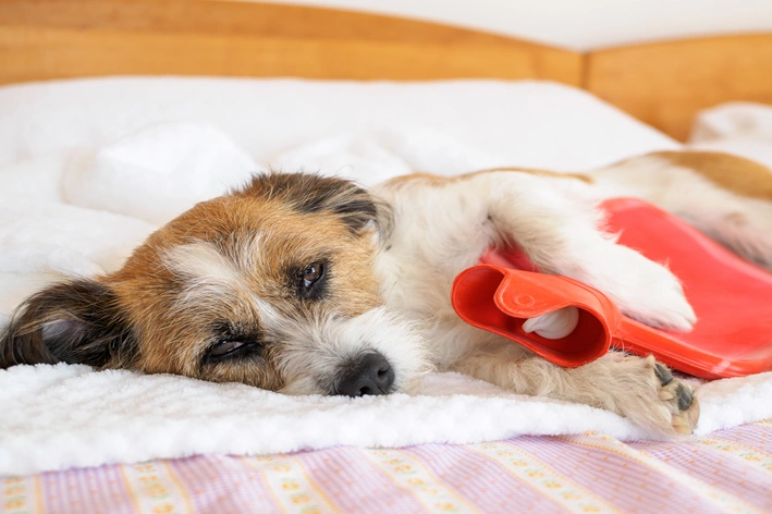 Filhote de cachorro deitado em uma cama de pelúcia branca, com brinquedo vermelho ao lado, em ambiente aconchegante. Foto com foco no pet.