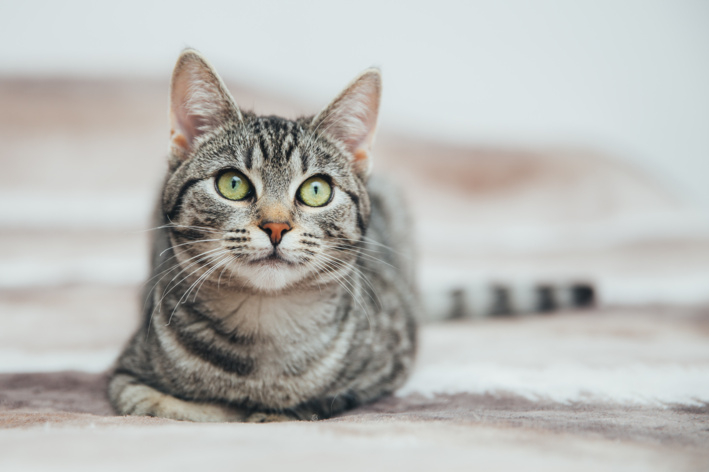 Gato listrado de olhos verdes deitado no tapete, em ambiente claro e desfocado ao fundo, com aparência calma e curiosa. Foto em close com foco no felino.