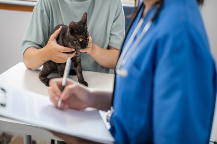Veterinário examina um gato preto com expressão serena durante consulta em clínica veterinária, com uso de estetoscópio e atendimento cuidadoso na mesa de exame.