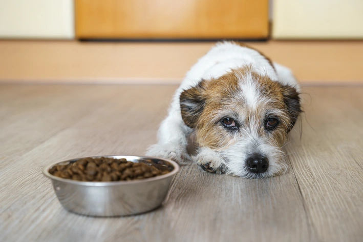 Cachorro pequeno de pelos claros e marrons deitado no chão de madeira, com uma tigela de ração ao lado, em ambiente interno, olhando para a câmera.