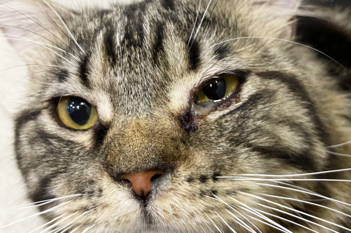 Gatinho com infecção ocular olhando para a câmera