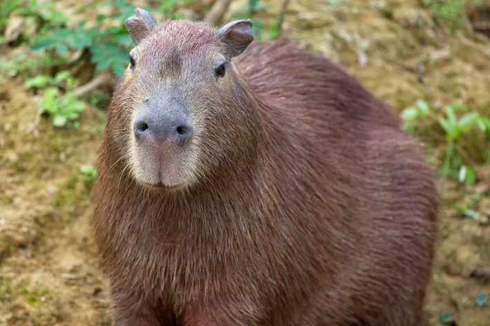 diferença entre capivara macho e fêmea