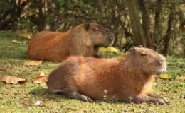 Duas capivaras sentadas comendo