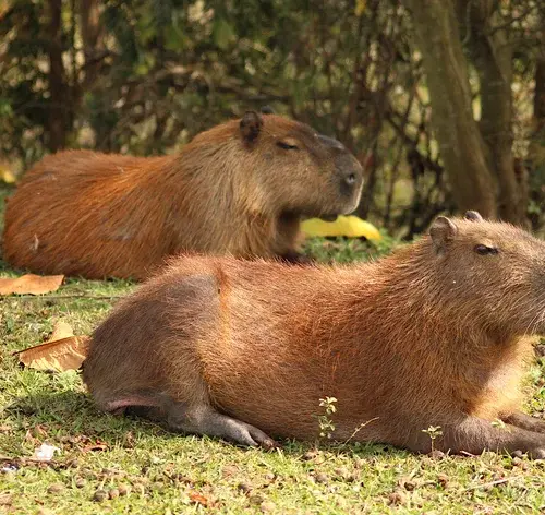 Duas capivaras sentadas comendo