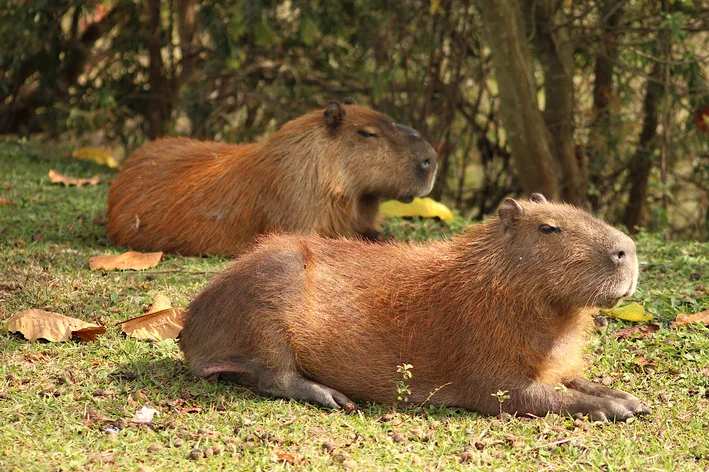 Duas capivaras sentadas comendo