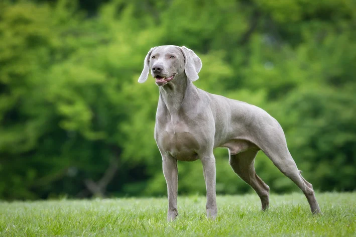 Weimaraner no parque