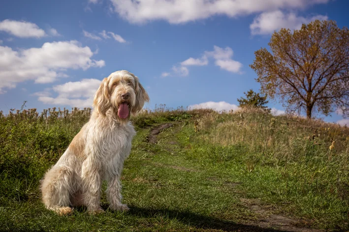 Spinone Italiano na montanha cachorro de caça